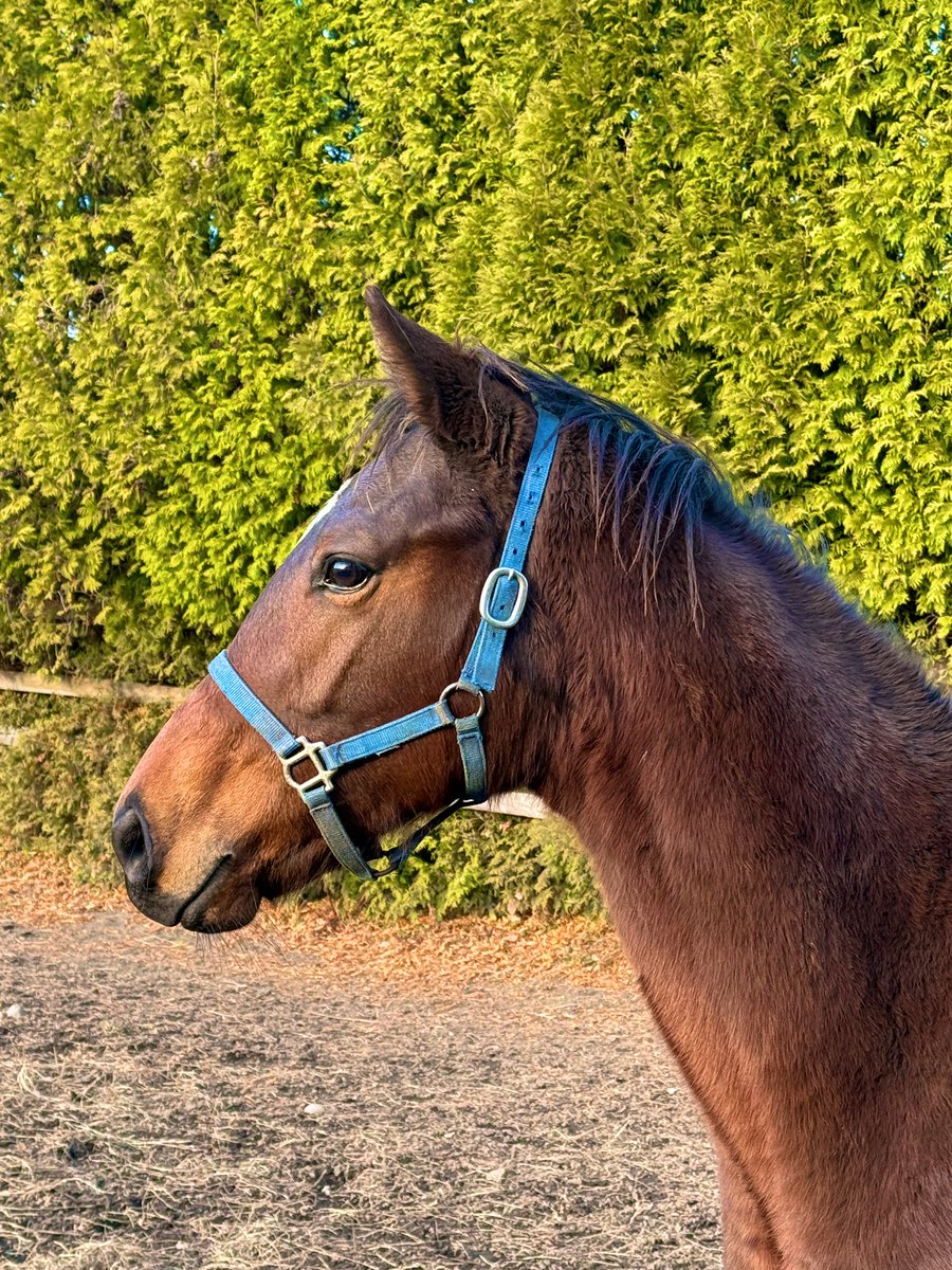 おうまのバケツ (@oumanobaketu) / Posts / X