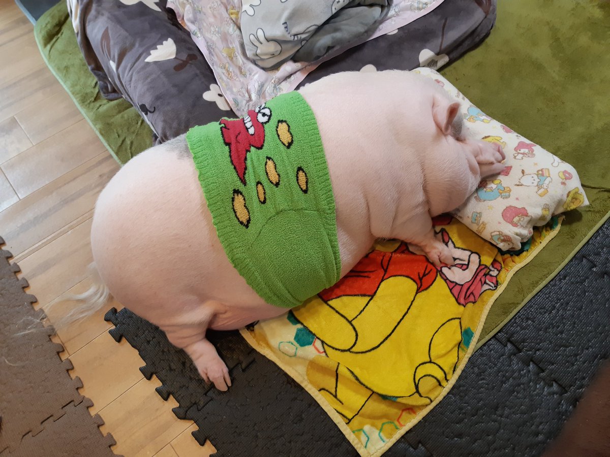 1112ancomain151's tweet image. 朝ごはん後は
一眠り🤗