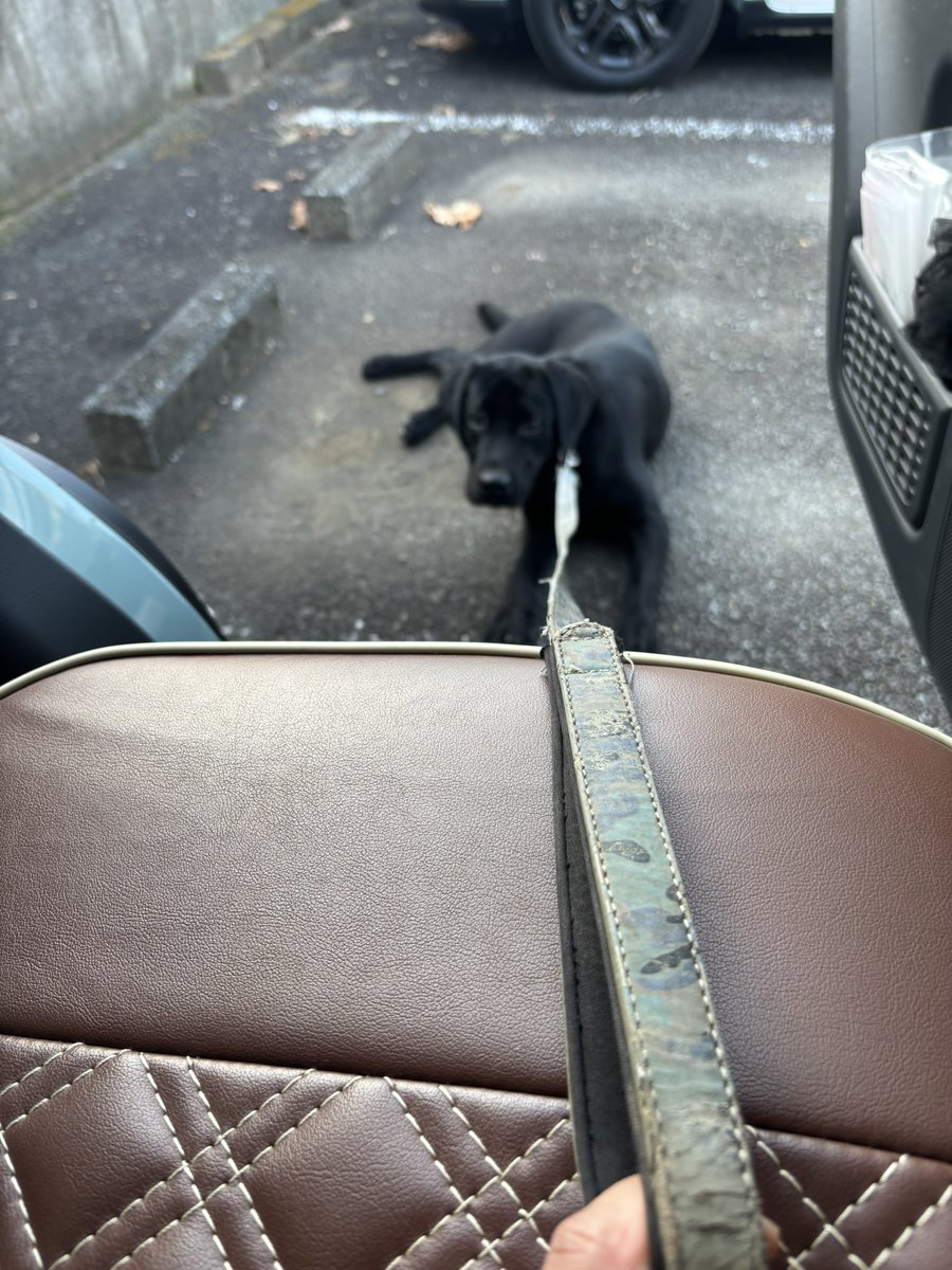 有り余るエネルギーを発散するため
お散歩以外に週二回ほど車でひと気のない公園に連れて行き全力で走り回ってもらうんだけど、楽しくて仕方ないみたいで帰宅拒否が起こります。
生後7ヶ月、21キロ、こうなると車に乗せるのもたいへん😂