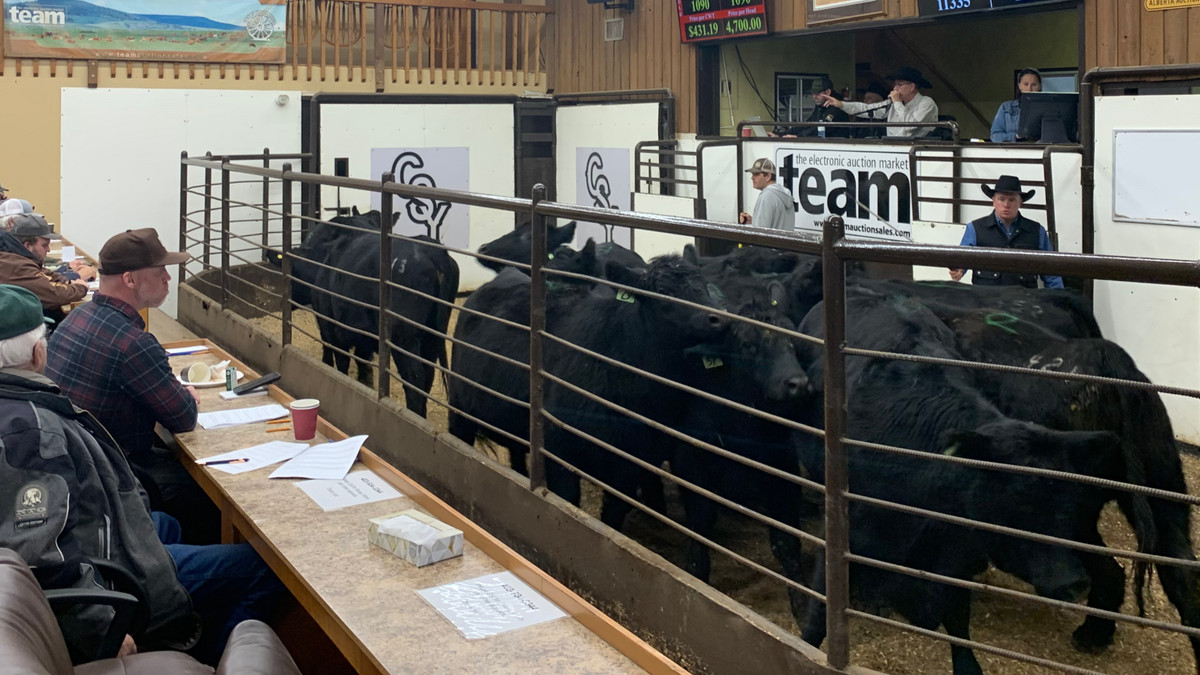 CSYStrathmore's tweet image. Regular Cattle Sale, November 27th - 9:00 AM, 600 cattle including
400 Calves, Cows &amp;amp; Bulls and Receiving, call one of our Field Representatives!

 Upcoming Bred Sale:
 Saturday, November 29th
Rebel Livestock Select Bred Female Sale 
 350 Commercial Bred Heifers and 2nd Calvers