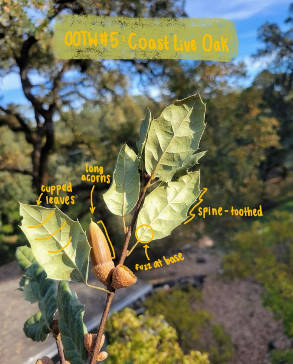 Hopland Research and Extension Center tweet media