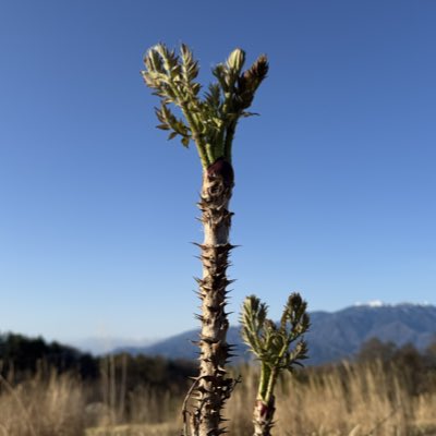 TEBARA4's tweet photo. #新しいプロフィール画像 https://t.co/TpBgdbojX7