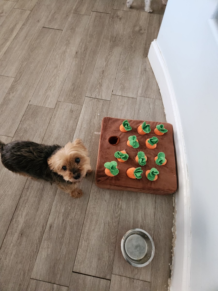 R.i.P.
소풍을 마치고 떠난 작지만 용감하고 최고 이뻤던 강아지.