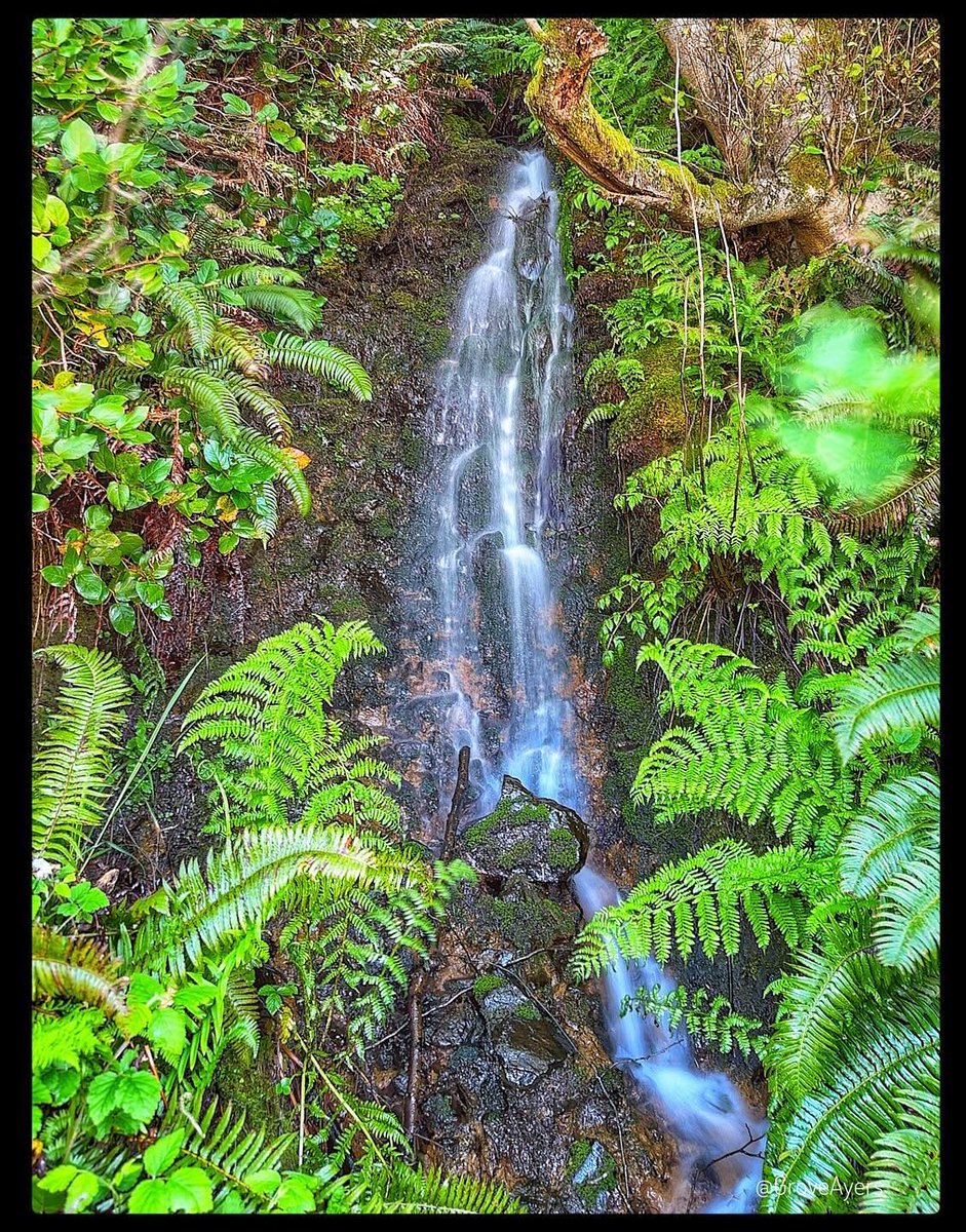 GroveAyers's tweet image. It's #Wednesday so here's a #Waterfall for you from my #BigBackyard! Thanks to @KingCountyParks for nourishing our souls.