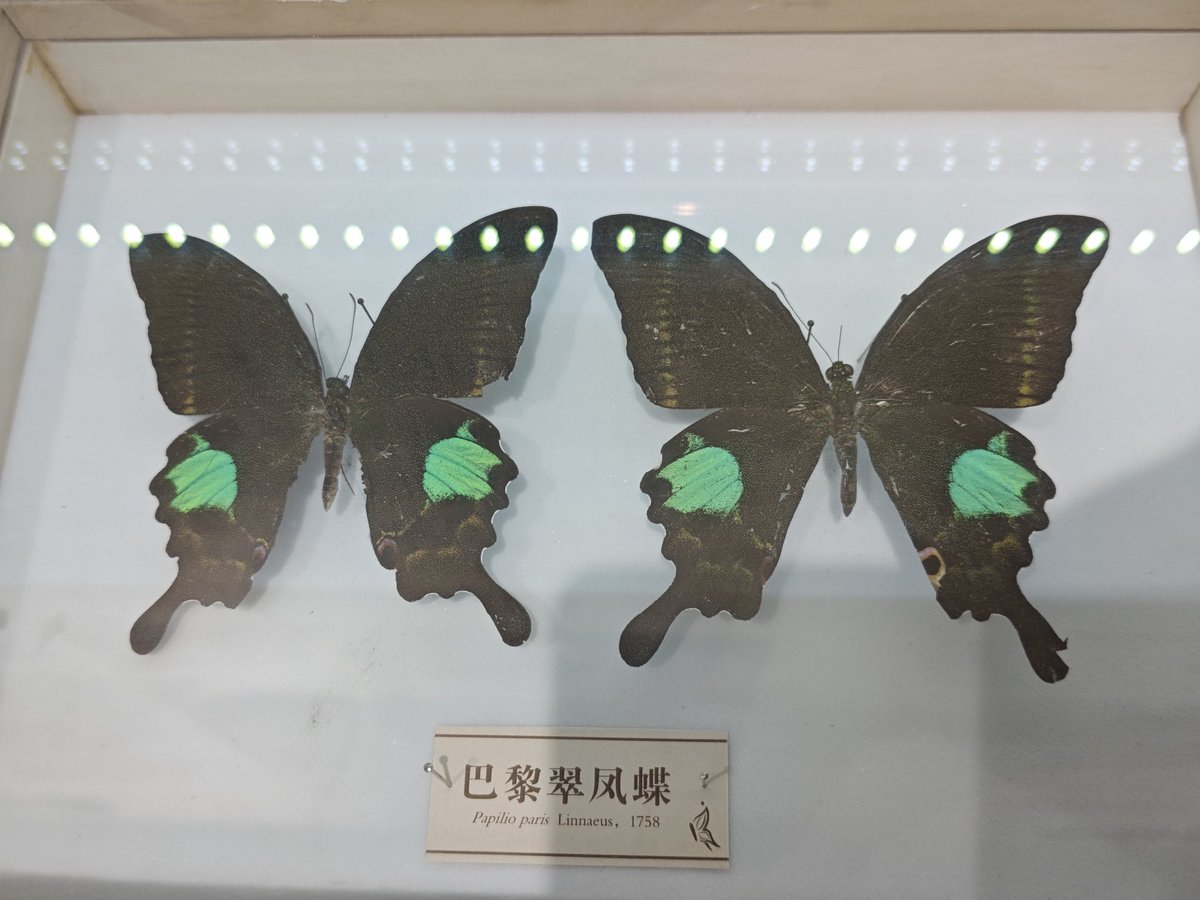 david_andrew123's tweet image. The specimen can trap the wings, but not the freedom that once brushed the sky.🦋🦋🦋