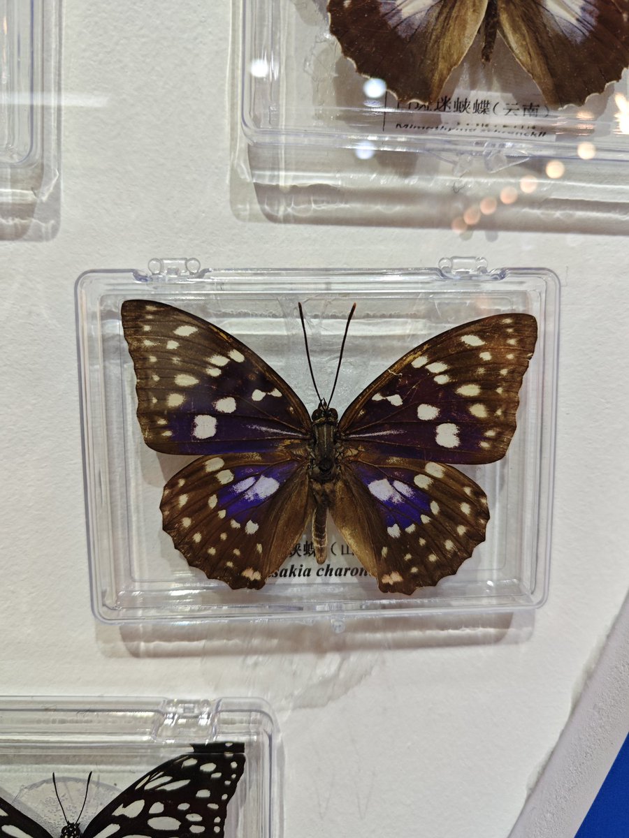 david_andrew123's tweet image. The specimen can trap the wings, but not the freedom that once brushed the sky.🦋🦋🦋