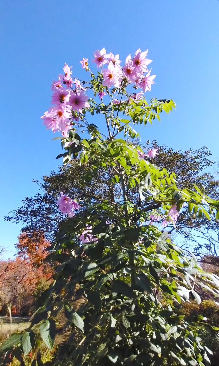 かわいい皇帝ダリアの花。でもすごく背が高いんですよね。見下ろされちゃう。
#TLを花でいっぱいにしよう