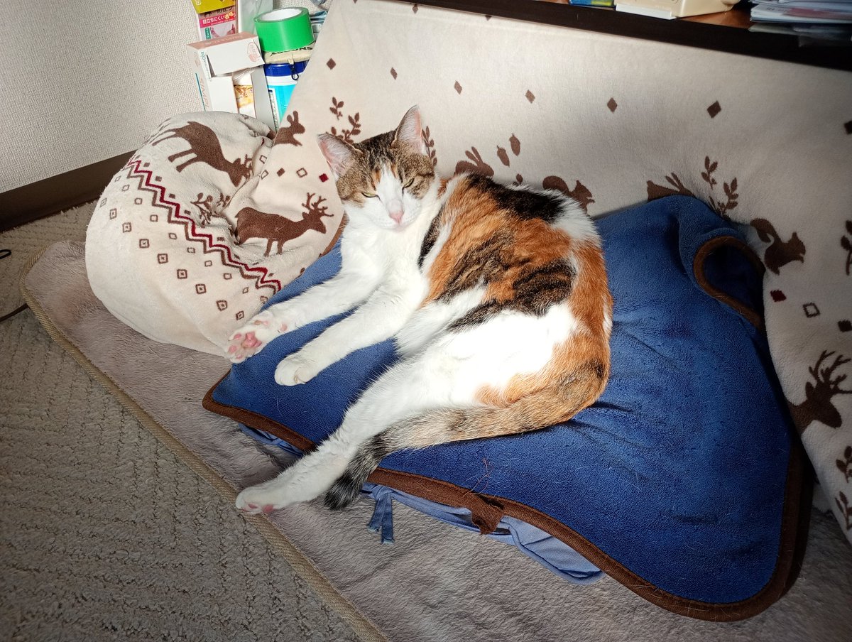 cs_tora's tweet image. ホカペ半分つけておいたのに、外で寝てたのすさん
猫こたつで寝てたのにお布団に入れて〜とやってきたさうちゃん
朝から快ション、快便💩
今日は日向ぼっこ☀日和だよー