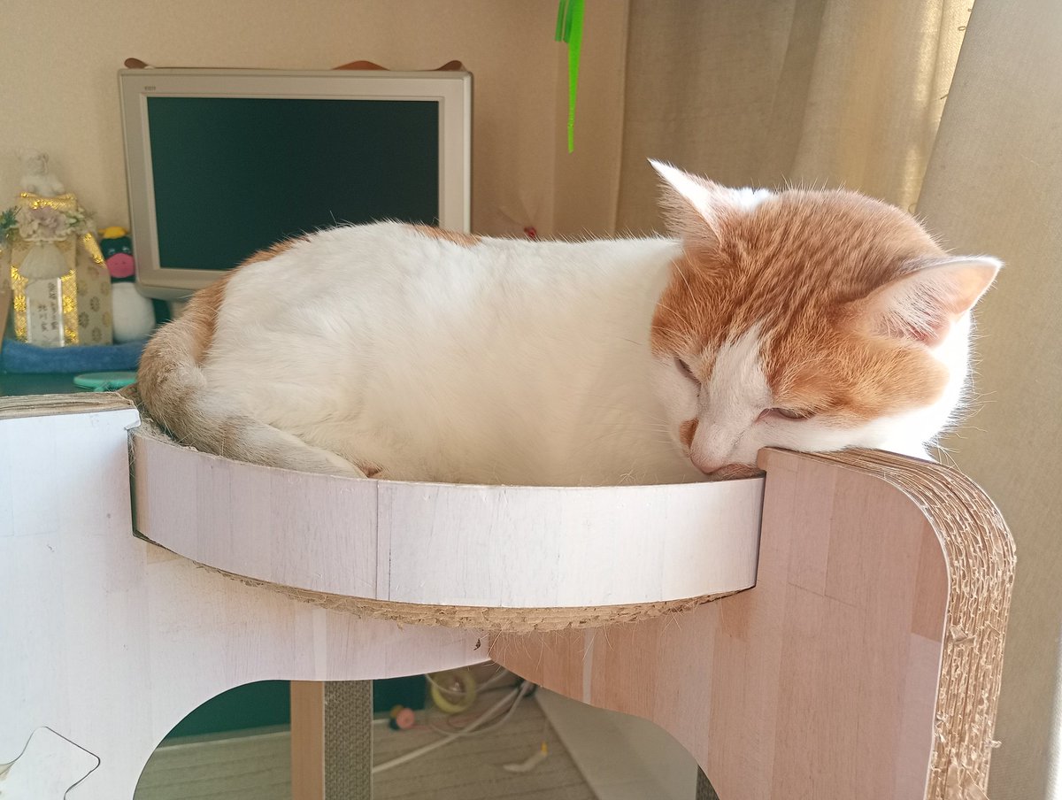 cs_tora's tweet image. ホカペ半分つけておいたのに、外で寝てたのすさん
猫こたつで寝てたのにお布団に入れて〜とやってきたさうちゃん
朝から快ション、快便💩
今日は日向ぼっこ☀日和だよー