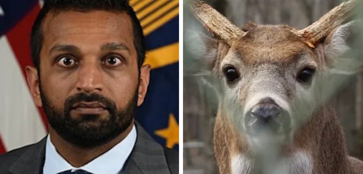 <a href="/Mollyploofkins/">Molly Ploofkins</a> Every time Kash Patel takes the stage and speaks, it's like watching a deer wandering about.

They really need to find someone else who isn't as clueless as this guy.
