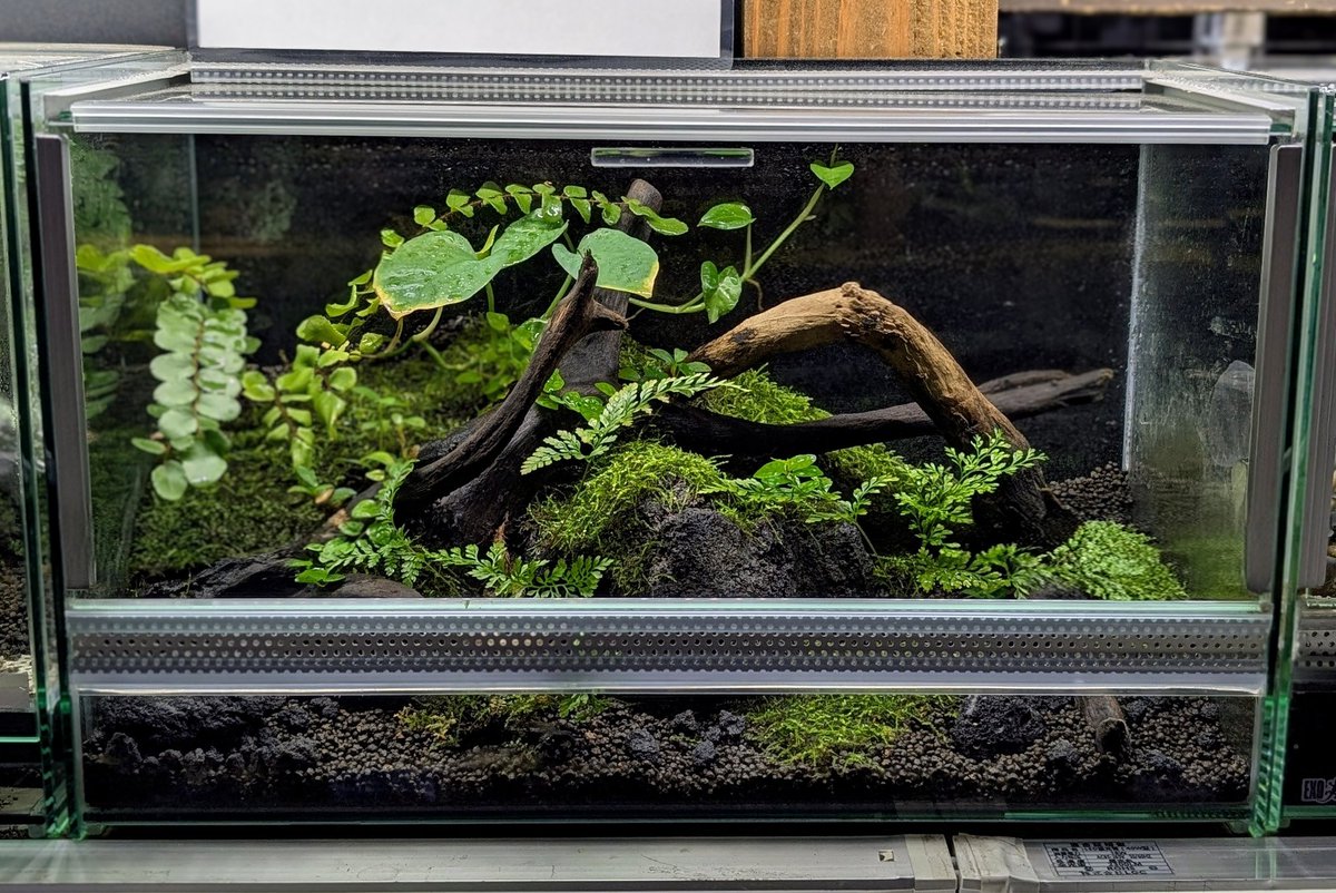 🌿【レイアウト水槽 完成品】 いろいろなパターンを販売しております