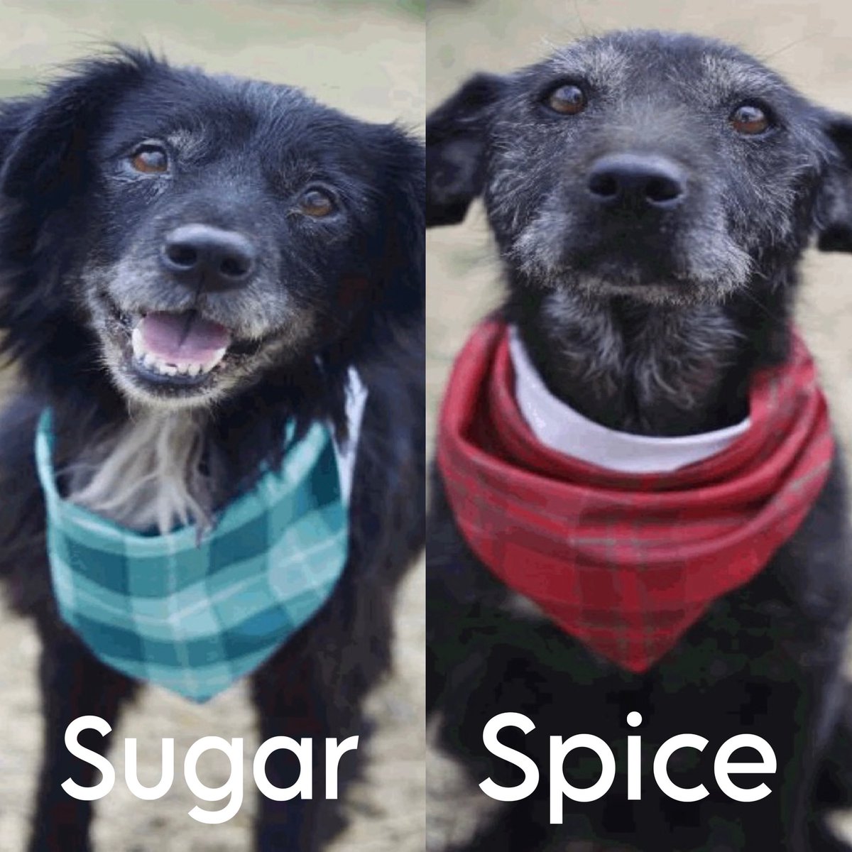_taysmyoxygen1d's tweet image. 🆘 2 #SENIORDOGS CAN BE KILLED ANYTIME FOR SPACE BY #SANANTONIO ACS #TEXAS‼️

SUGAR 🍬#A784349 11yo sF
SPICE 🫑 #A784350 11yo sF

⚠️Past Deadline 11/26 
🚨Most teeth missing

#AdoptDontShop #Foster 📧 acsrescue-foster@sanantonio.gov/ acsadoptions@sanantonio.gov 
#PledgeForRescue