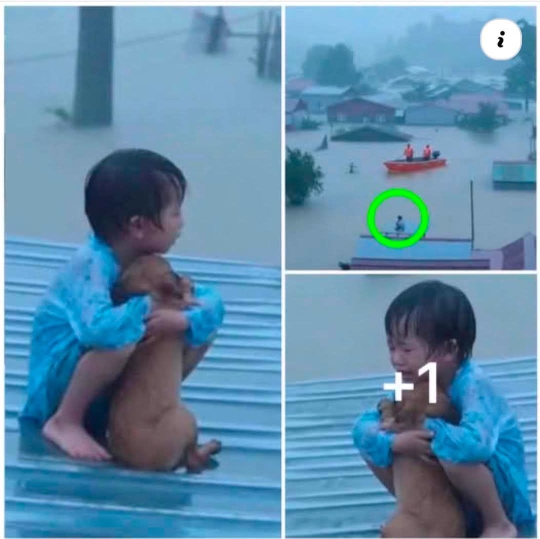 “อยู่ตรงนี้นะลูก แม่จะไปขอความช่วยเหลือ แล้วจะกลับมา”
รอบตัวเต็มไปด้วยน้ำเชื่ยวที่พัดเอาทุกอย่างไป ไม่มีอาหาร ไม่มีที่ให้อบอุ่น มีเพียงความหวังที่แม่จะกลับมาพร้อมเจ้าหน้าที่ช่วยเหลือ หนูน้อยเฝ้ามองไปไกลสุดสายตา เห็นเรือลอยผ่านมาแล้วก็ผ่านไป เสียงเครื่องยนต์แผ่วลงเหมือนความหวัง