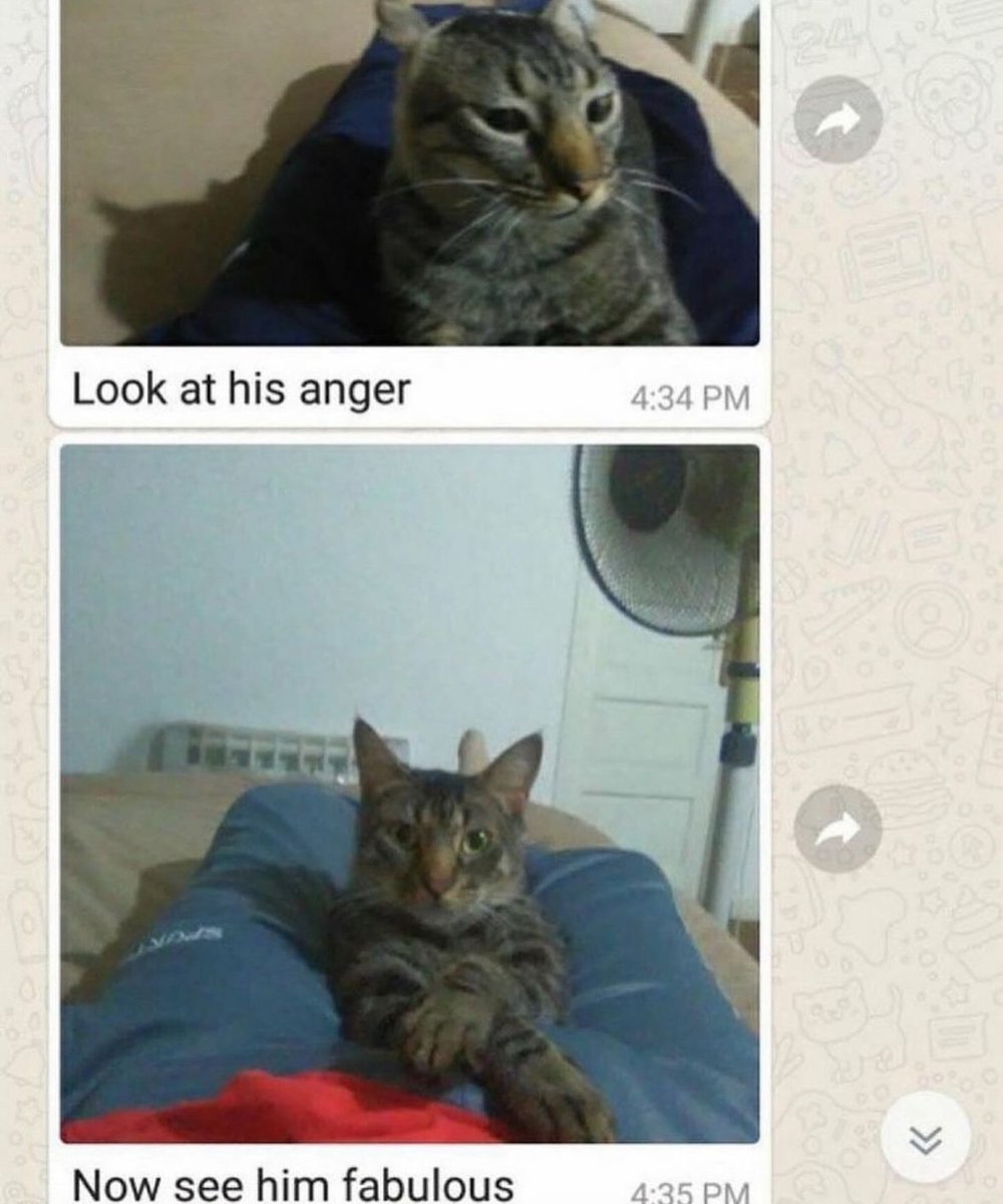 PunchingCat's tweet image. 