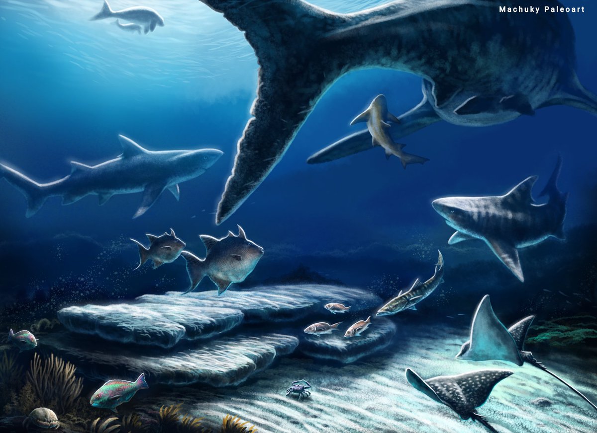 machukytakahash's tweet image. Formación Colón , Matanzas, Cuba. Está datada en el Oligoceno tardío-Mioceno temprano. Aserorías siempre acertadas de los doctores Roberto Díaz Sibaja , Lázaro William Vignola y Manuel Iturralde Vinent 
#paleoart #shark #paleontology #digitalart #cuba #paleo