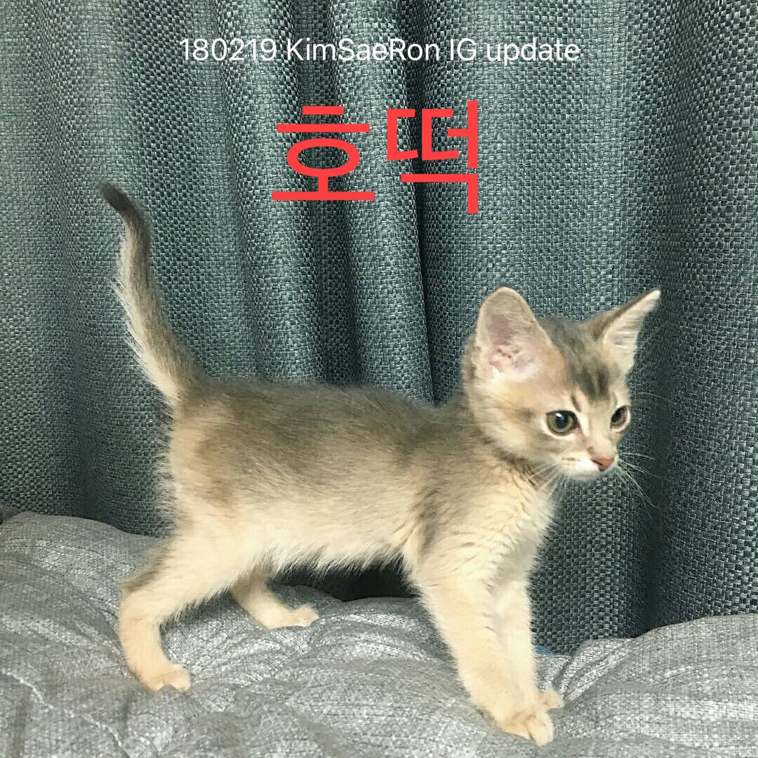 Kimsoohyun_TH's tweet image. 180219 :  호떡
181224 :  달 , 구름

These pictures were posted by Kim Sae Ron on her own Instagram account.

These cats are not the same ones that had their names changed; they are different cats from the beginning.