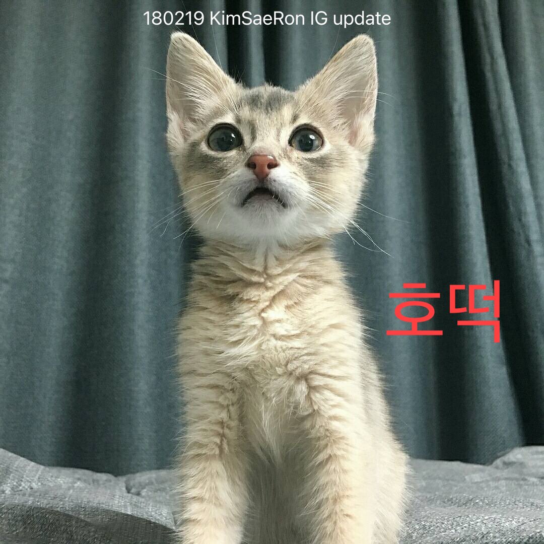 Kimsoohyun_TH's tweet image. 180219 :  호떡
181224 :  달 , 구름

These pictures were posted by Kim Sae Ron on her own Instagram account.

These cats are not the same ones that had their names changed; they are different cats from the beginning.