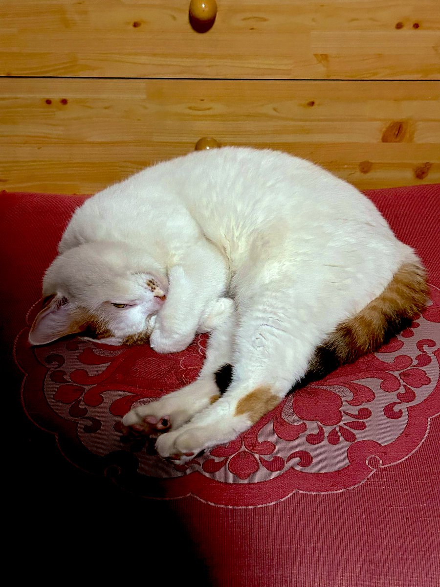 お久しぶりでニャース😽
毎日寒くてアンモニャイトでにゃす。