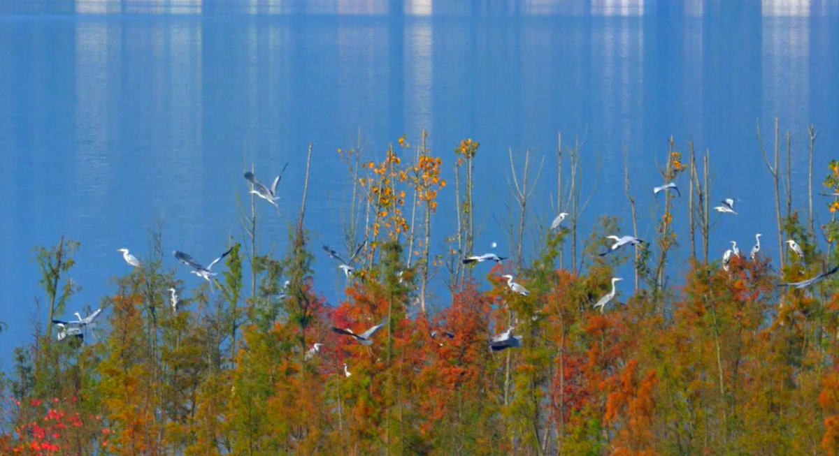 Kaizhoucq's tweet image. 🏆 A Triple Crown of Glory at #IFLAAPR Awards! 

We&apos;re thrilled to announce that Kaizhou&apos;s ecological restoration projects shined at the 2025 IFLA Asia-Pacific Awards, clinching 3 Outstanding Awards &amp;amp; 1 Award of Excellence in the Built Category!
#Kaizhou #LandscapeArchitecture