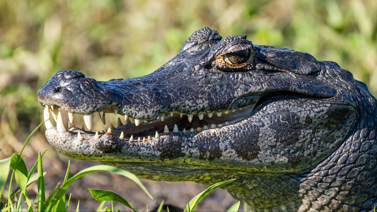 NicoMarinb's tweet image. Esteros del Ibera, Corrientes (Argentina) 🇦🇷