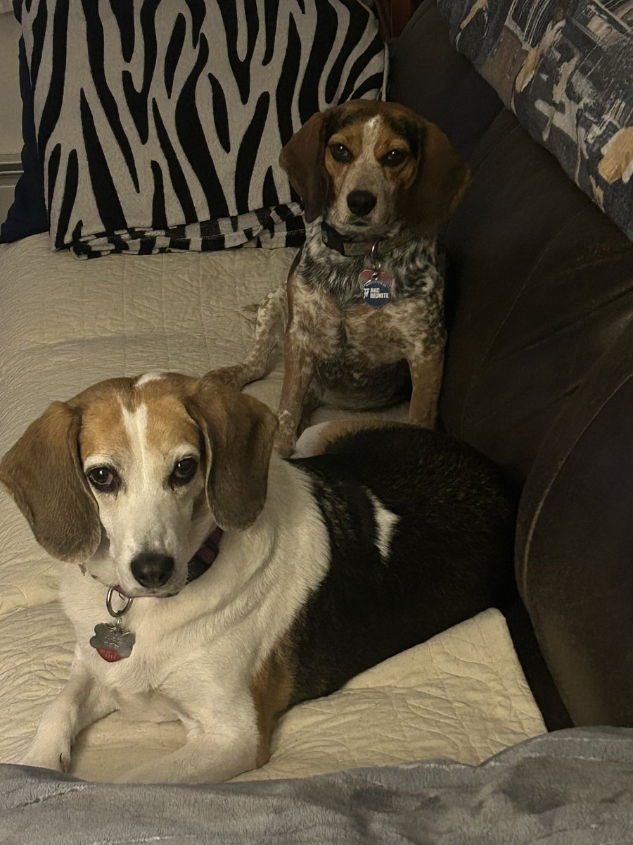 TwoBeags's tweet image. To all our pals . Have a safe and Happy Thanksgiving. Please don’t eat too much😂😂😂😂. We know better den dat. Enjoy the day ❤️❤️❤️❤️