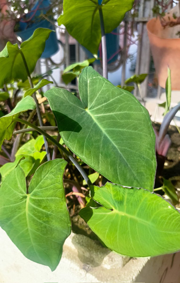 बालकनी वाली gardening 😎