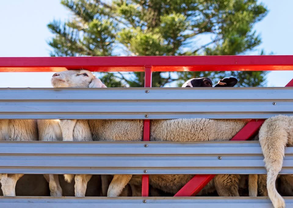 Debra Edmonds🐾 tweet media