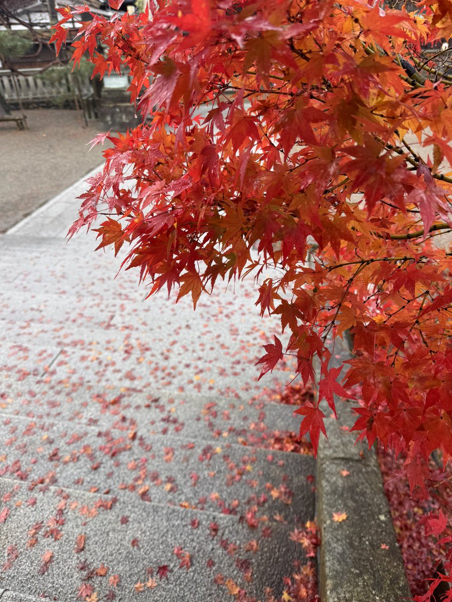 𝙊𝙋𝙀𝙉-しました！ すっかり落葉が進みました🍂🍁 海外の方達は日本
