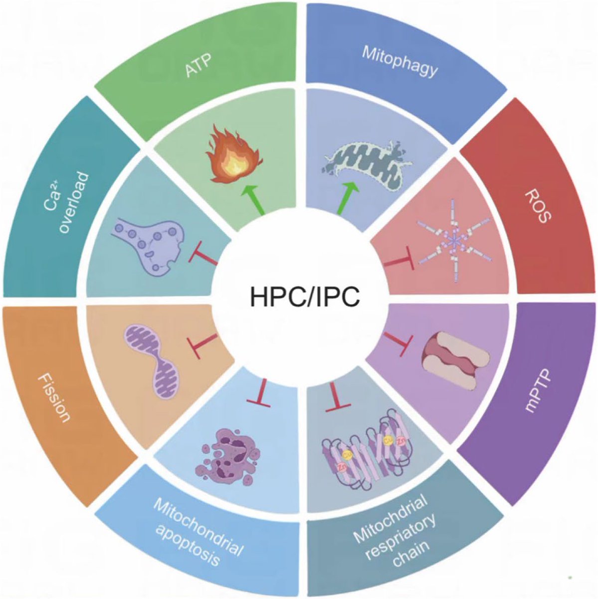 Cell Regen Review | 📝Hypoxic–ischemic preconditioning (H/IPC) protects the 🧠 via mitochondrial metabolism—H/IPC boosts mitophagy, curbs fission &amp; apoptosis for neuroprotection. #Mitochondria #Neuroprotection
🔗 More at: doi.org/10.1186/s13619…