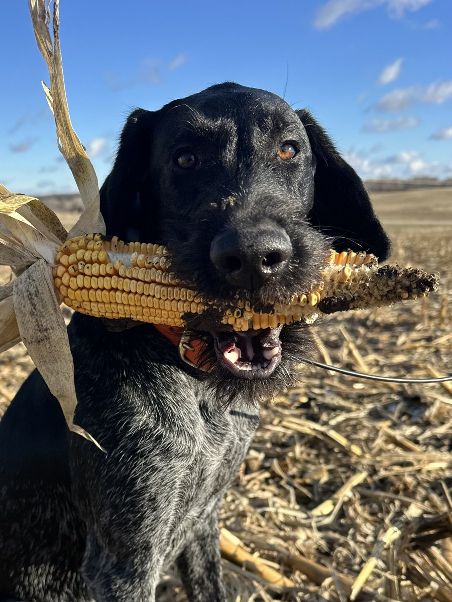 Checking on the corn in Iowa 😎