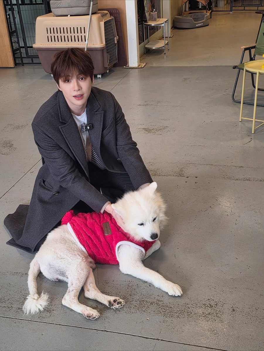 KangDaniel_Peru's tweet photo. [INSTAGRAM | 26.11.25] Actualización de #KANGDANIEL 🐶

"#pethroom" 

🔗 https://t.co/nNXhUrFi08

~Daniel estuvo con gatos, ahora con perros 🩷

#강다니엘 @kd_officialx https://t.co/iiFBGrF23z