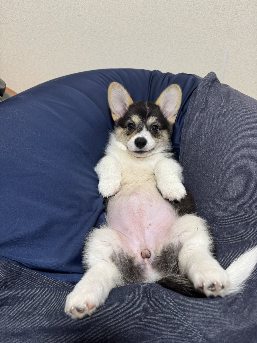 onigirry's tweet image. 強そう