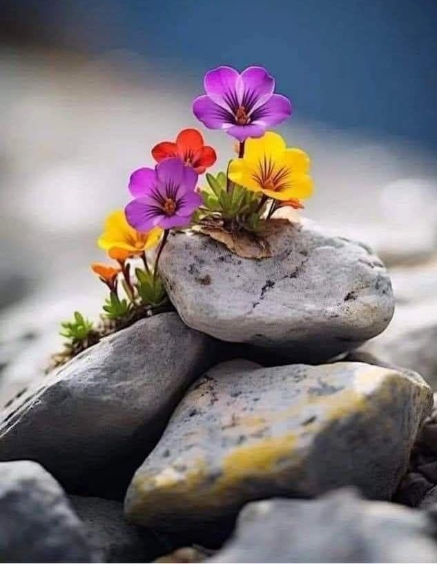 Good Morning

जिसे जीना आता है

वह बिना किसी सुविधा के भी ख़ुश मिलेगा।

जिसे जीना नहीं आता वह सभी सुविधाओं के होते हुए भी दुखी मिलेगा।