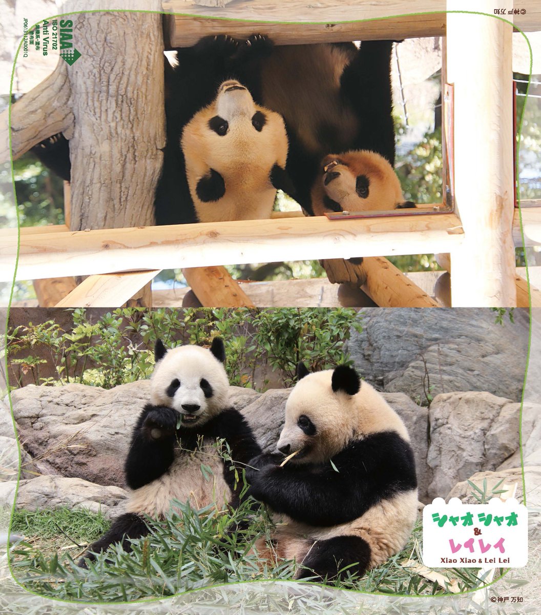 技術評論社パンダ部 (@gihyo_panda) / Posts / X