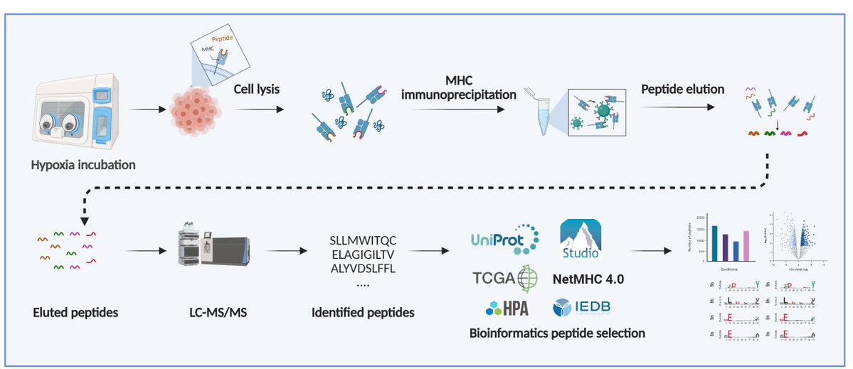 bioprotocolbyte's tweet image. Immunopeptidomics Workflow for Isolation and LC-MS/MS Analysis of MHC Class I-Bound Peptides Under Hypoxic Conditions:bio-protocol.org/en/bpdetail?id…

Work by Hala Estephan, Ester M. Hammond and Eleni Adamopoulou at University of Oxford.

#LifeSciences #Reproducibility #CancerBiology