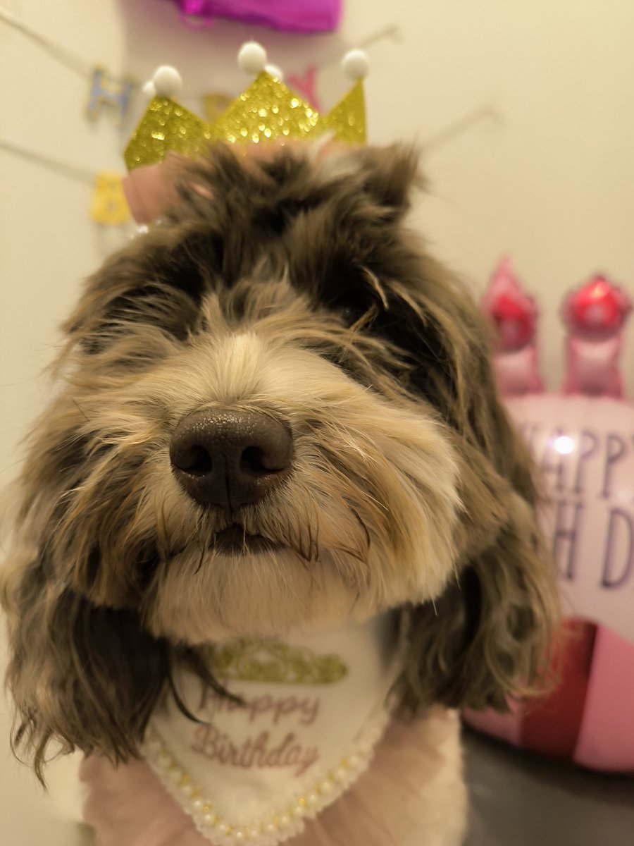 the_cavapoo's tweet photo. おてんばモカさん2歳になりました♡
 #オーストラリアンラブラドゥードル https://t.co/kNUEA0ilmv