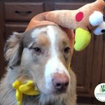 Photo by CattleDog Publishing® (@CattleDog_P)