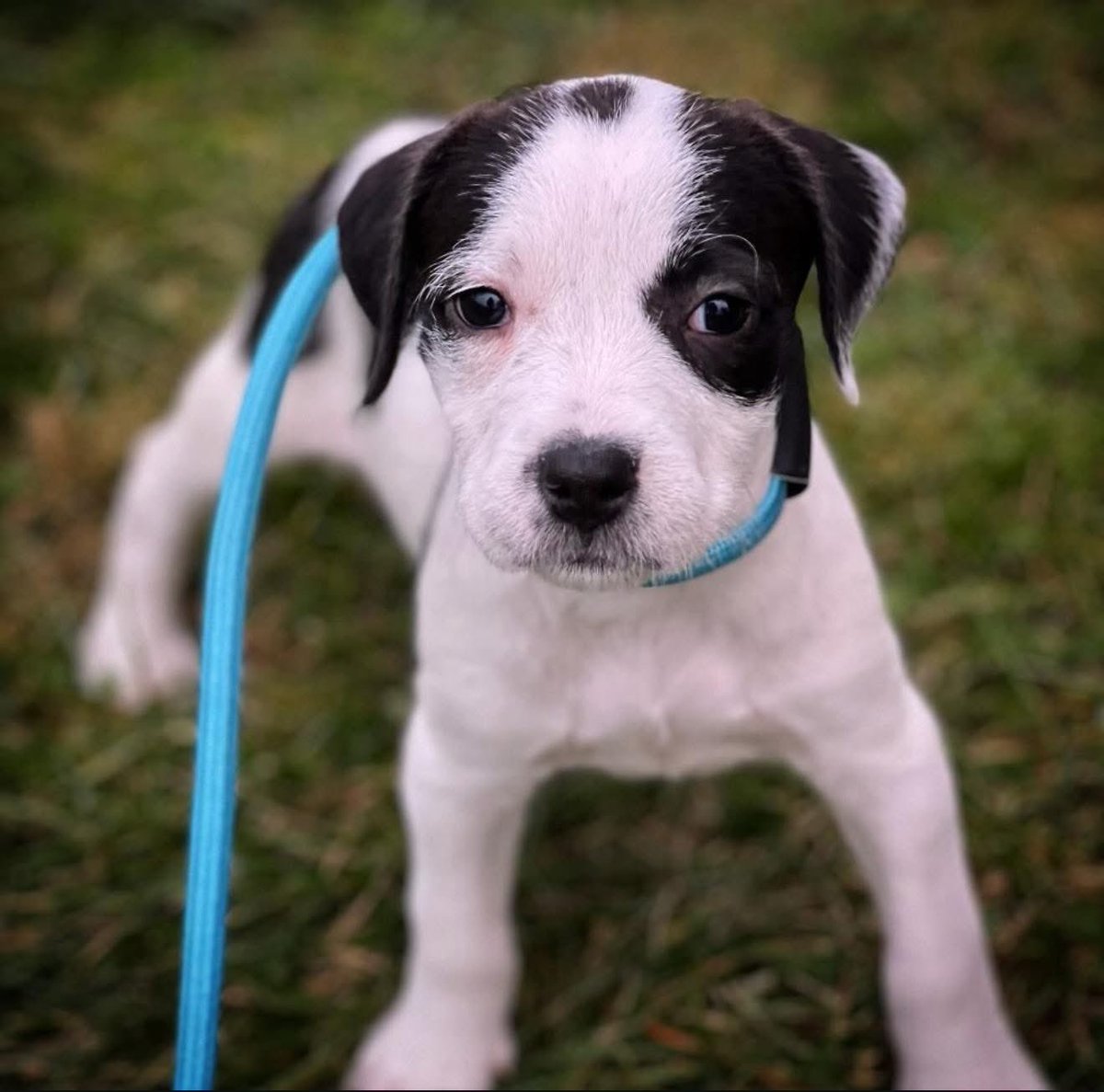 Meet adoptable Navy. Sweet. Playful. Full of puppy charm. She loves tug of war and lights up around other dogs. She is silly and adventurous then turns into a warm snuggler the moment you scoop her up.

Apply @ shorturl.at/XHMe4.