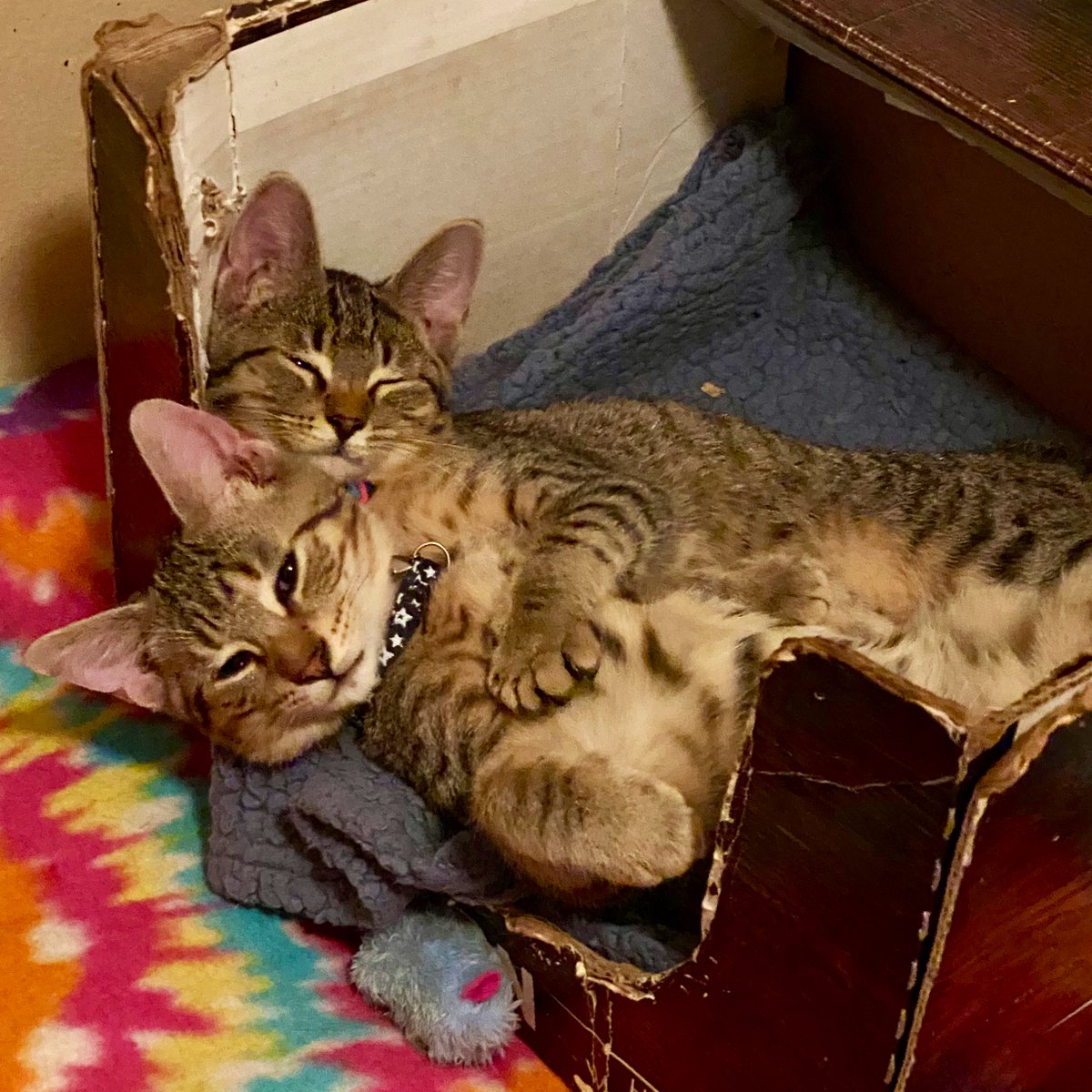 GeneralCattis's tweet photo. #GiveThanksFor furry family members https://t.co/ebodH3eZxL
