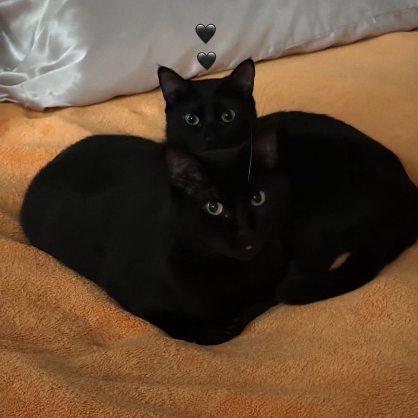 I don’t think I’ll ever capture a more perfect pic of them