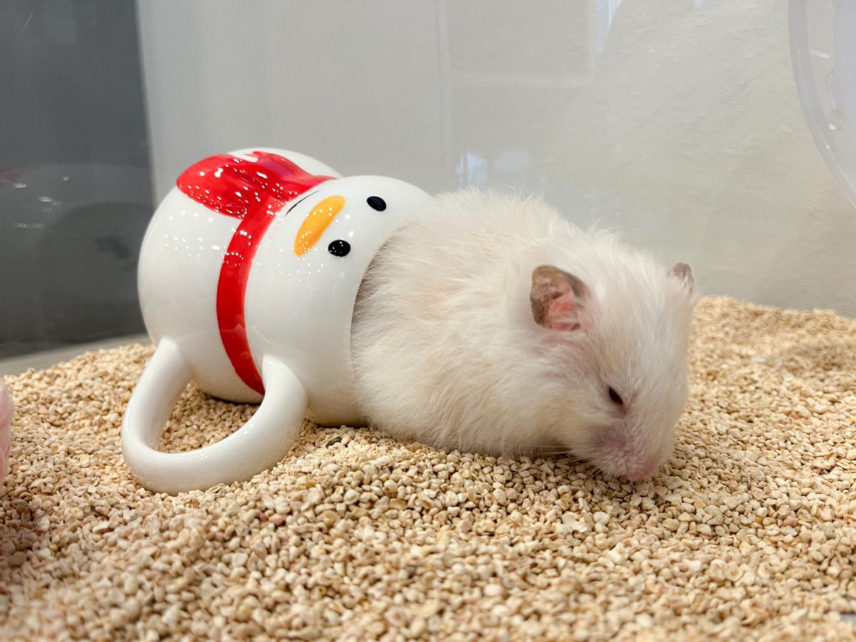 マグカップと一体化しているみたらしちゃん☕️ #カピヴィレッジ