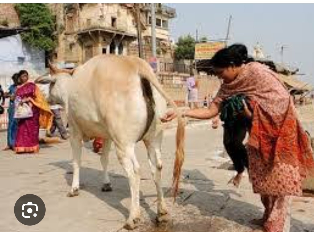 KowsaeBhat's tweet image. Warning: Cow urine detected in my coffee. Turns out it’s just regular water with extra drama. ☕️ #MythBusting #GauCuriosity #India #educatepeople