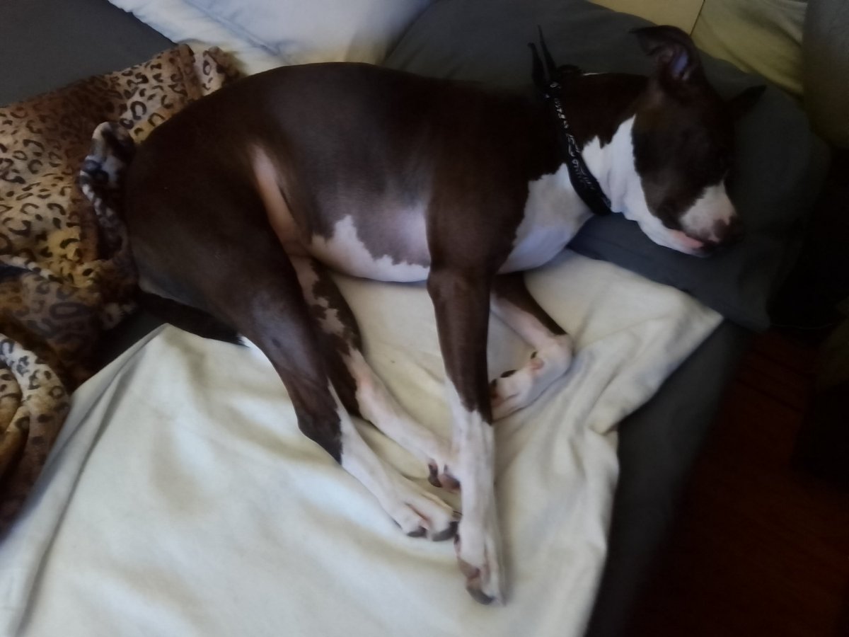 LebrockTony's tweet photo. Apparently It's Been A Day!π€¨
#lazydogs #petsday #rednose #dogswin #petsonly #staffies #dogsofvancouver #dognap
#agooddaytobeadog #pibbles
#MadamRiley #joey #blupitt https://t.co/7mYVj5w3Ne