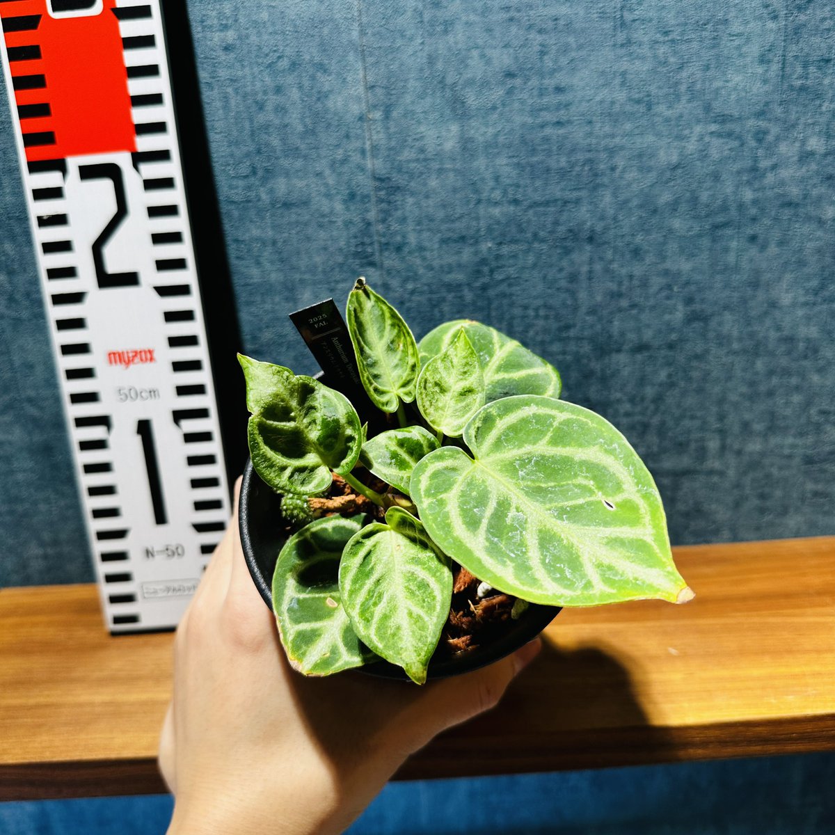 Masaya (@masaya_zxrs) / Posts / X