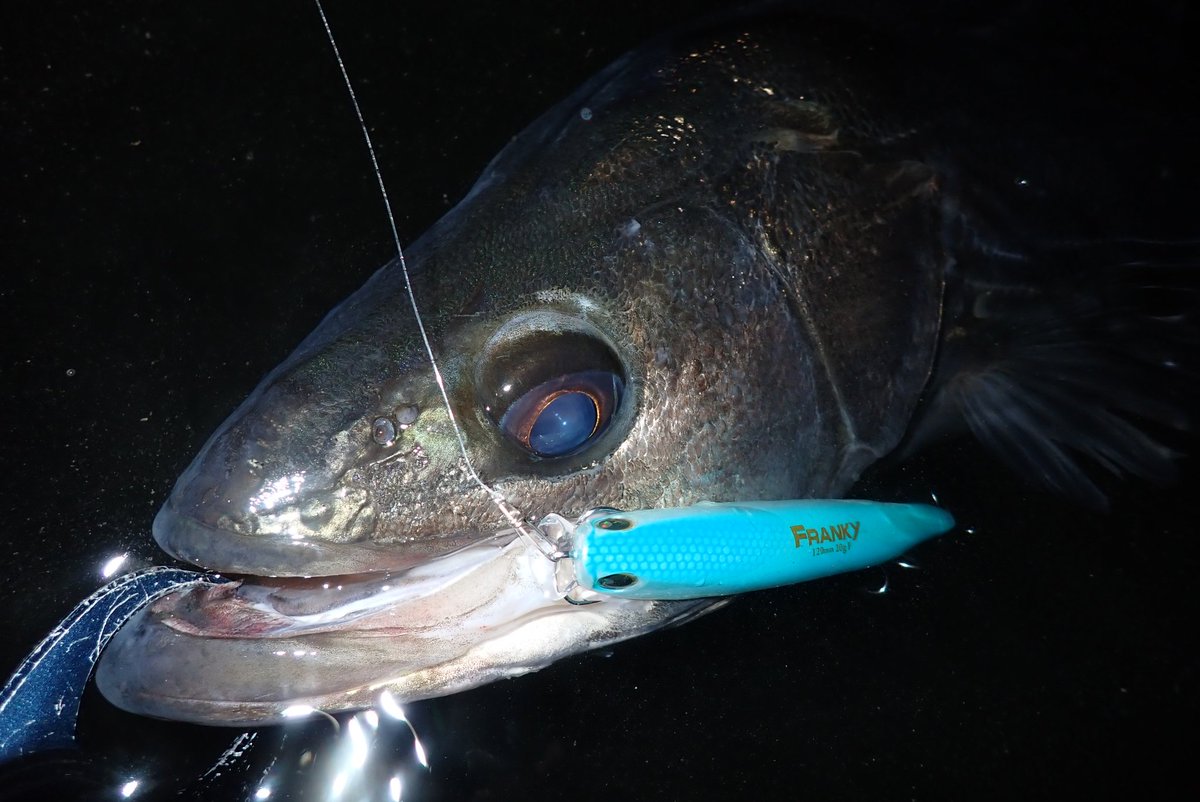 wkzoooooooooono's tweet image. この日はシーバスを狙いにウェーディング釣行へ🌙
フランキー120・ハイスタンダード120Fでシーバスをゲットする事ができました！
残り短い秋のシーズン、まだまだシーバスを狙って釣行したいと思います☺️
@longin2011
#longin
#PR