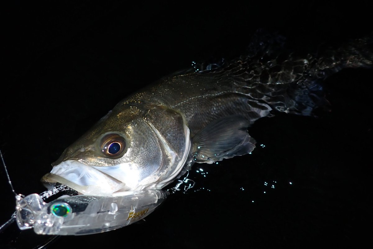 wkzoooooooooono's tweet image. この日はシーバスを狙いにウェーディング釣行へ🌙
フランキー120・ハイスタンダード120Fでシーバスをゲットする事ができました！
残り短い秋のシーズン、まだまだシーバスを狙って釣行したいと思います☺️
@longin2011
#longin
#PR