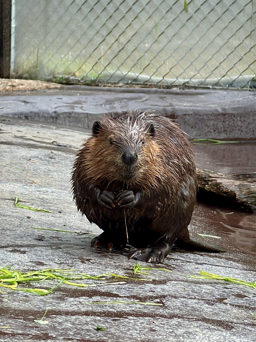 今日のすいかちゃん

見るたびに可愛くなってる☺️

#ヨーデルの森
#アメリカビーバー
#すいか
