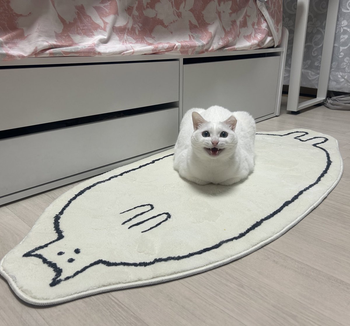 cutecat_MM's tweet photo. https://t.co/gX5RRnGyFa