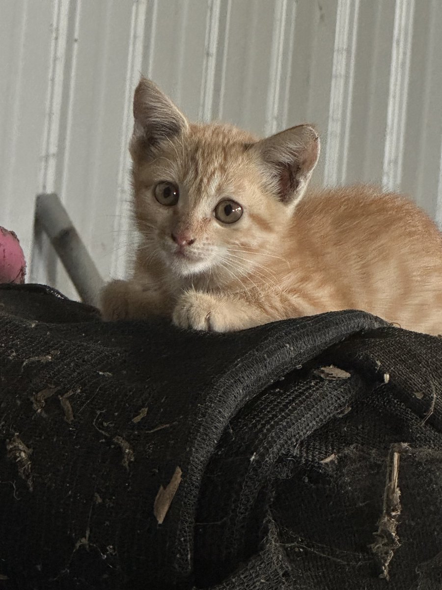 terry44320's tweet photo. 紀錄一下跑來的流浪貓🐱

在11/10號左右跑來了一隻橘色小奶貓，第一次餵貓咪什麼都不懂，開始問身邊的朋友，小奶貓怎麼養啊？
一開始想說他好瘦，先買幼貓罐頭照三餐吃他比較有營養，到現在吃幼貓飼料時還會蹭我，從一開始的不給摸害怕，到現在會蹭我要我摸他，這反害我差點流出感動的眼淚。 https://t.co/SQD9IfiEEs