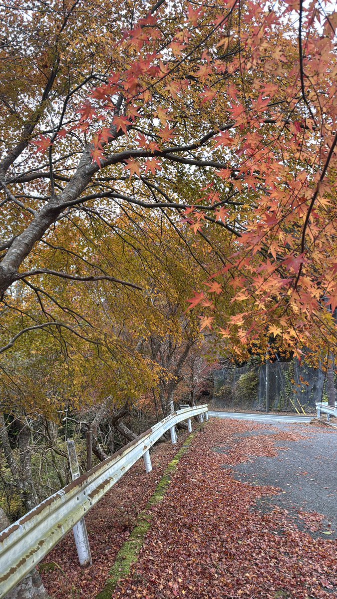 Autumn in Shizuoka.